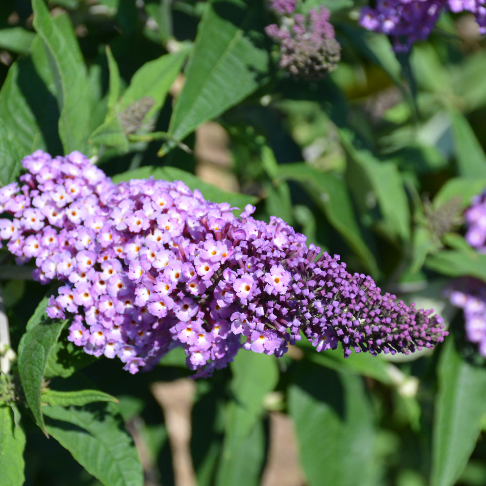Buddleia-Pugster® Amethyst 2C