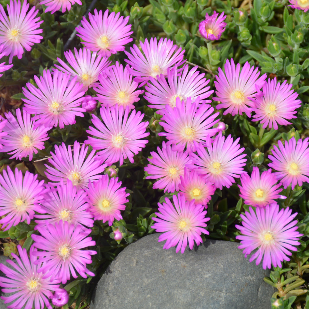 Delosperma-Table Mountain 1C
