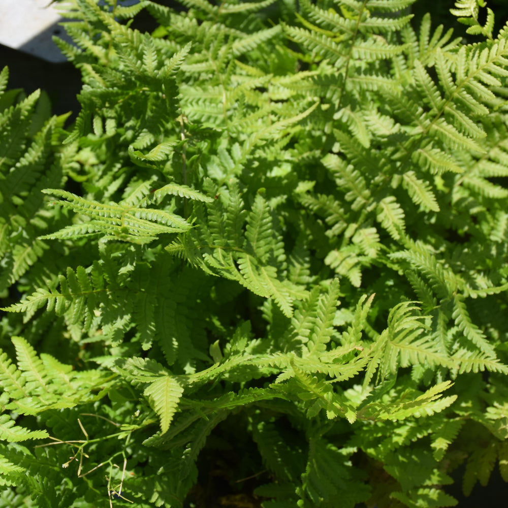 Fern-Male 1C
