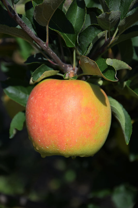 Apple-Ambrosia 5C
