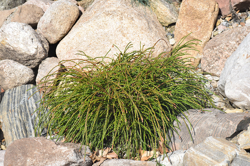 Arborvitae-Whipcord 3CP