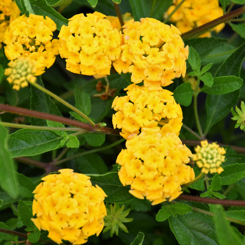 Lantana-Bandana Landscape Gold 4.3"