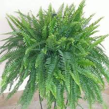 Fern-Boston HB 10"