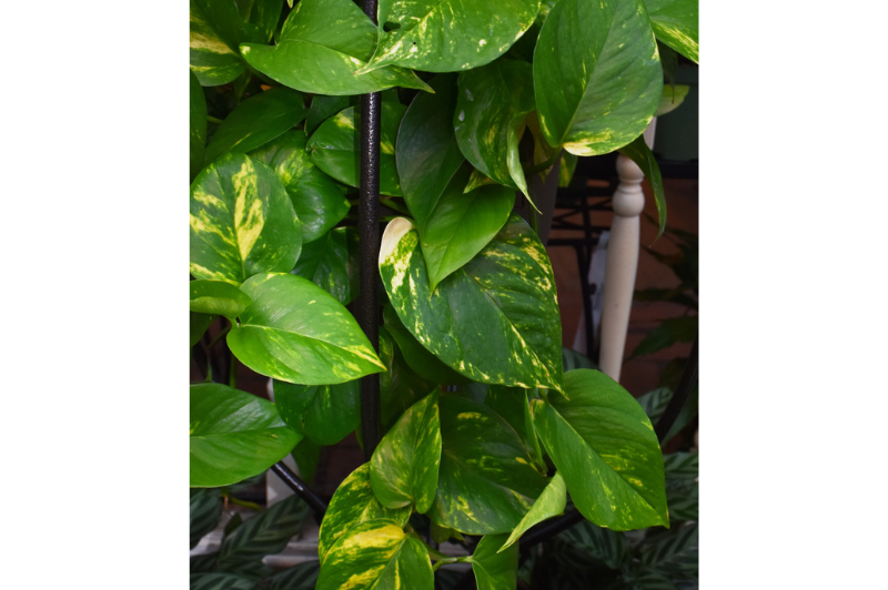 pothos 6 Pothos-Golden 6"