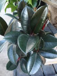 Ficus-Rubber Tree 1C