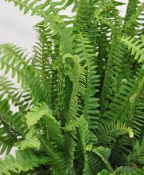 Fern-Kimberly Queen 6"