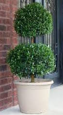 Eugenia-Poodle Topiary 2 Ball 10"