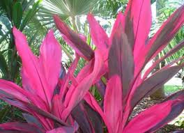 Cordyline-Florida 10"