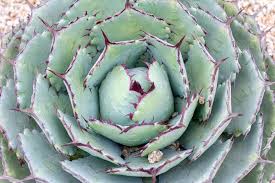 Agave-Kissho Kan 4"C