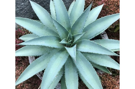 Mangave-Frosted Elegance 1C