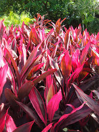 Cordyline-Hawaiian Ti 10"