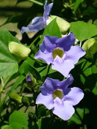 Thunbergia-Blue Sky Vine 10"