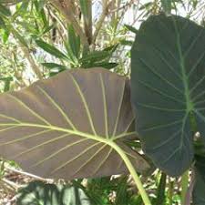 Alocasia-Regal Shields 10"