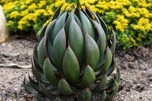 Mangave-Praying Hands 1C