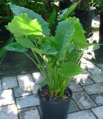 Alocasia-California 10"