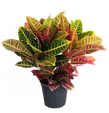 Croton-6"