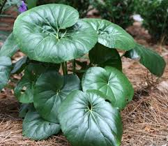 Farfugium-Tractor Plant 10"