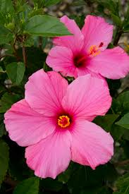Hibiscus-Seminole Pink 10"