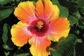 Hibiscus-Fiesta 10"