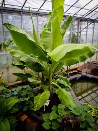 Banana-Cavendish 10"