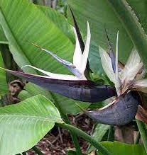 Strelitzia-Bird of Paradise White 10"