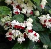 Clerodendrum-Bleeding Heart Trellis 10"