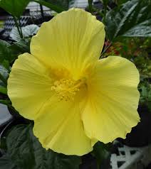 Hibiscus-Fort Myers Yellow Standard 10"