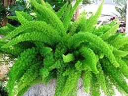 Fern-Foxtail 6"
