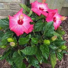 Hibiscus-Painted Lady 6"