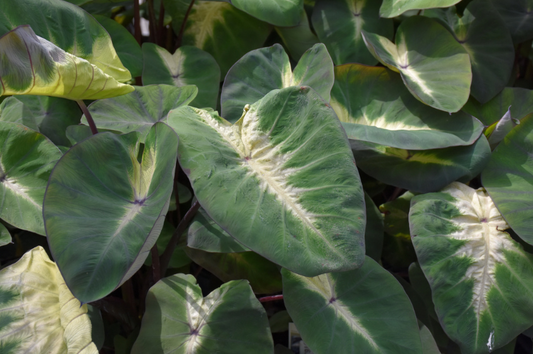 Colocasia-Tropical Storm 1C