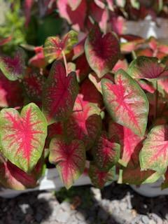 Caladium-Assorted 6.5"