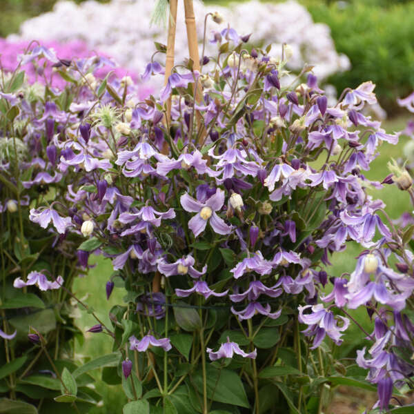 Clematis-Stand By Me Lavender 1C