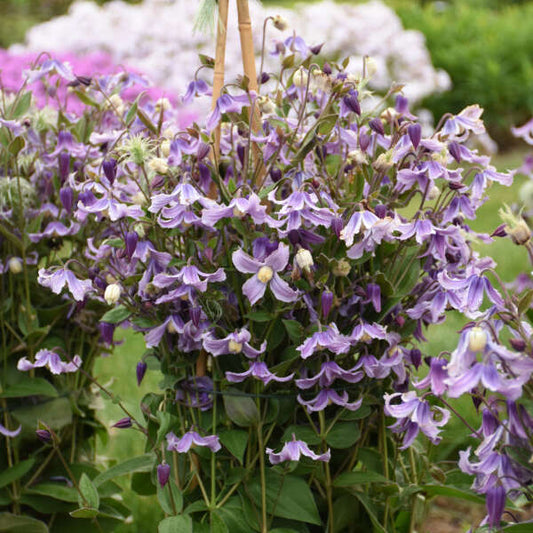 Clematis-Stand By Me Lavender 1C