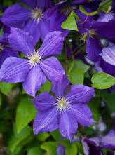 Clematis-Jackmanii 1C