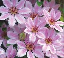 Clematis-Nelly Moser 1C