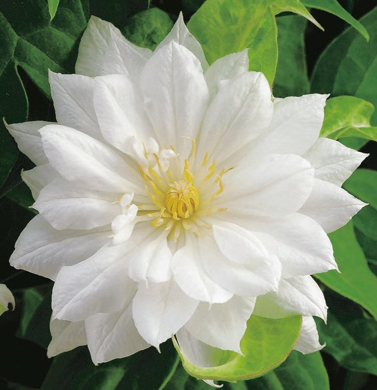 Clematis-Duchess of Edinburgh 1C