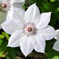 Clematis-Henryi 1C