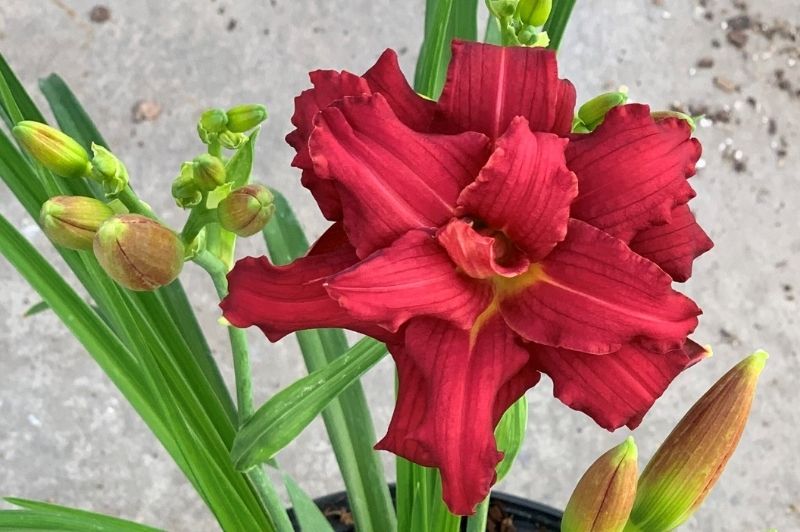 Daylily-Double Pardon Me 1C