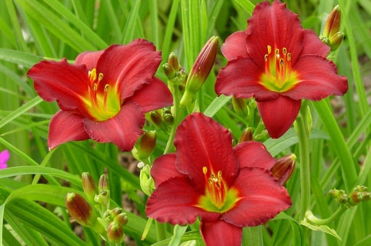 Daylily-Pardon Me 1C