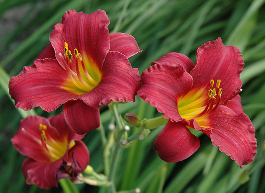 Daylily-Ruby Stella 1C