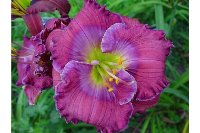 Daylily-Lavender Blue Baby 1C