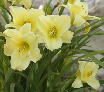 Daylily-Fragrant Returns 1C