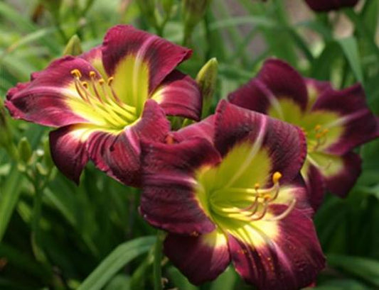 Daylily-Night Beacon 1C