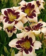 Daylily-Moonlit Masquerade 1C