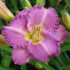 Daylily-Entrapment 1C