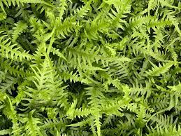 Fern-Dragontail 1C