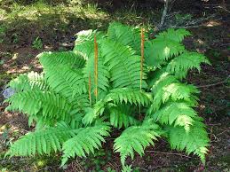 Fern-Cinnamon 1C