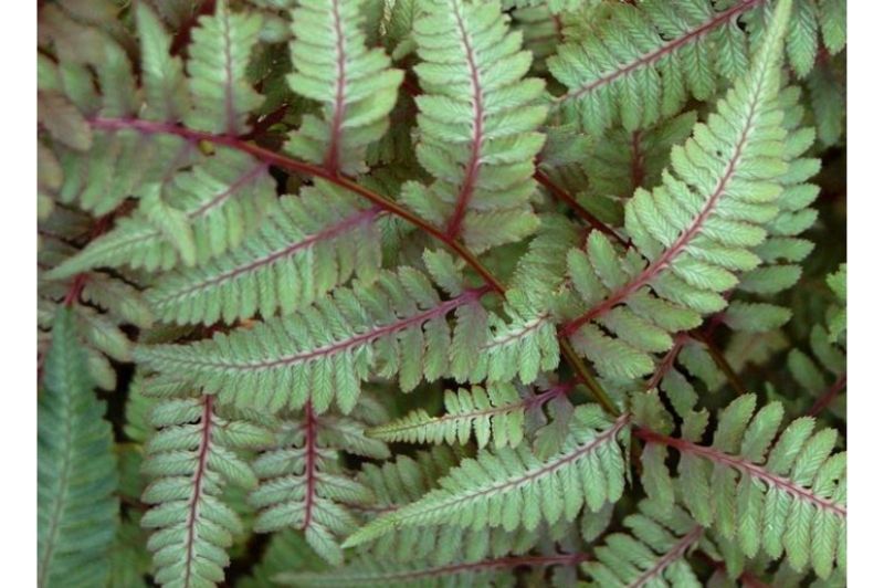 Fern-Japanese Painted 1C