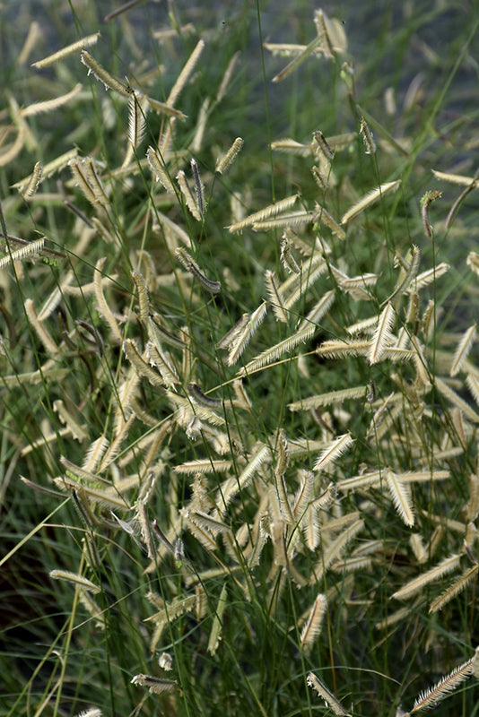 Grass-Bad River 1C