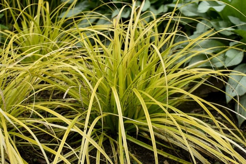 Grass-Evercolor Everillo 1C